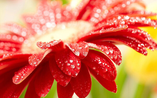 Cute Flower