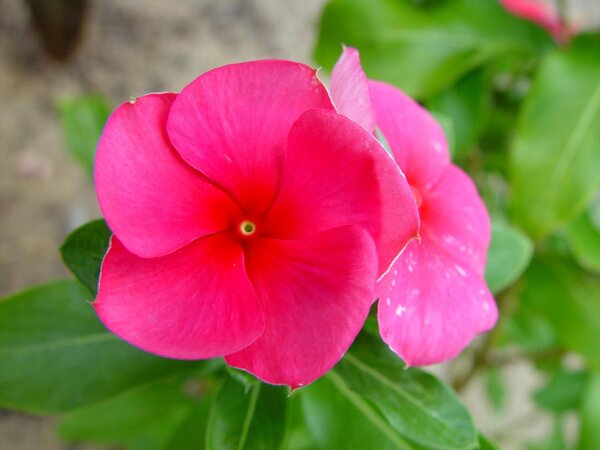 Cute Flower