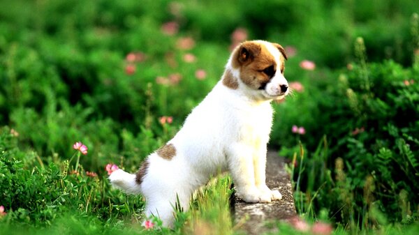 puppy wallpaper