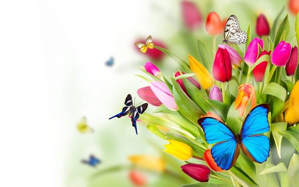 Desktop backgroud And wallpaer For flowers