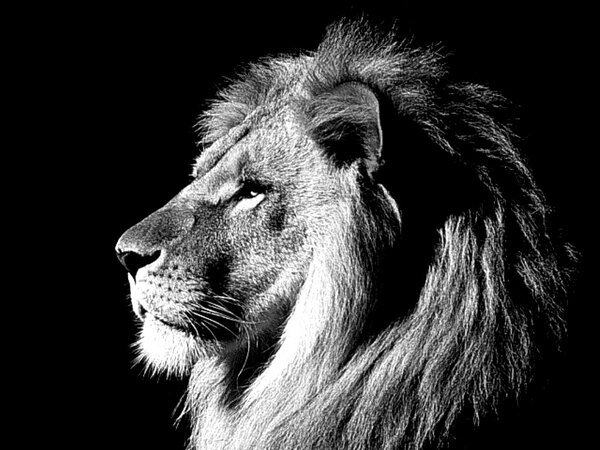 wild animal lion black And white wallpaper