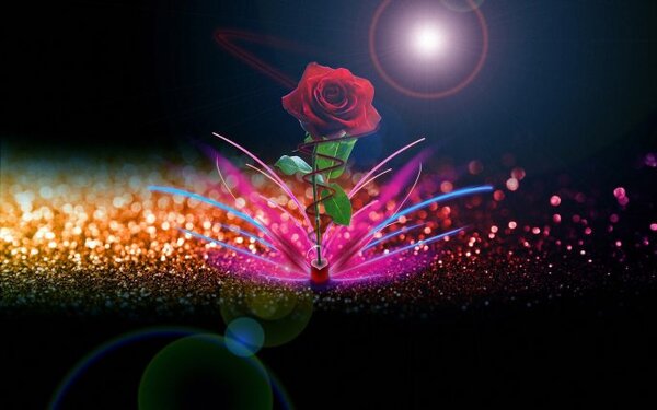 Beautiful Red rose And An abstract shiny background