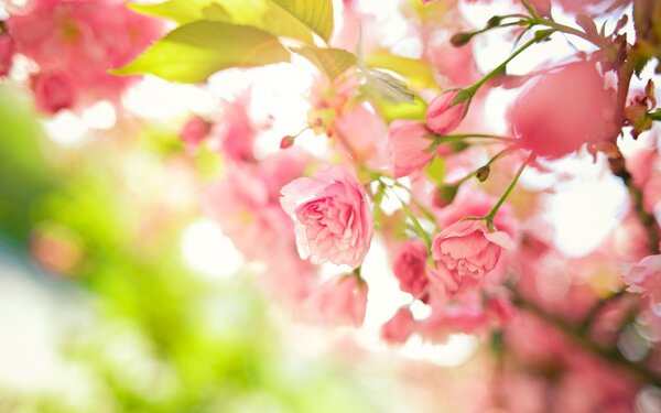 pink flowers bush