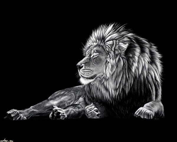 black lion wallpaper