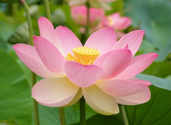Cute Flower