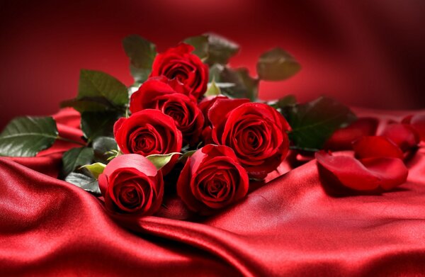 cvety rozy lyubov valentine