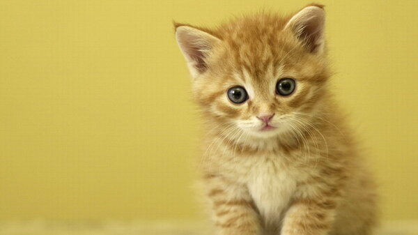 Cat wallpaper