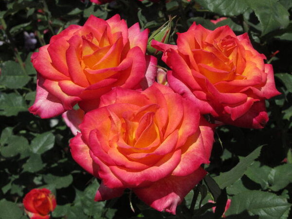 Flower roses