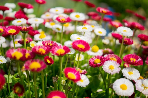 flowers garden colorful colourful