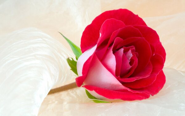 flowers beautifull rose