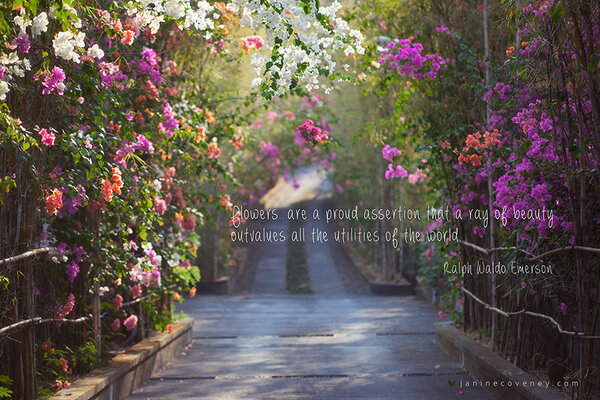 flowers Are A proud assertion that A Ray Of beauty outvalues All The utilities Of The world