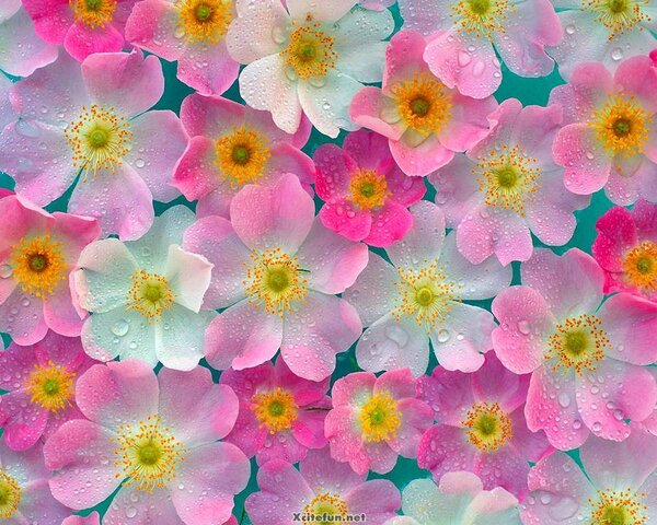 beautiful nature blooming flowers