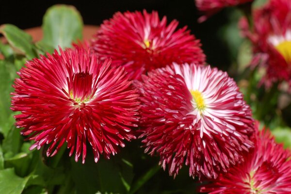 Daisy Bellis perennis 'Habanero Red' Flowers