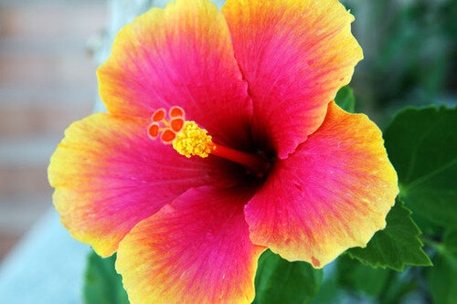 Flower