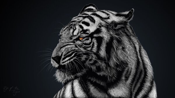 White Tiger HD Desktop Background