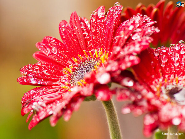 Cute Flower