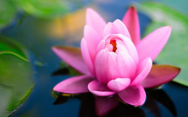 Cute Flower