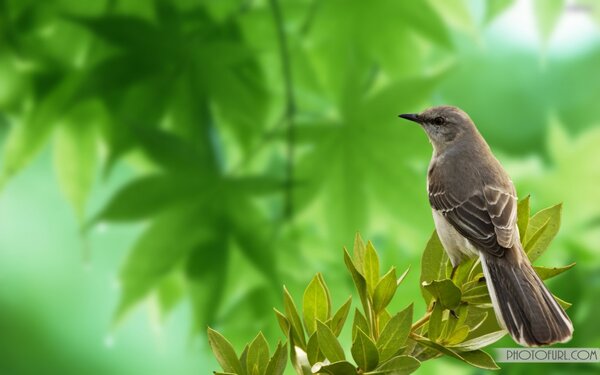 sparrow wallpaper