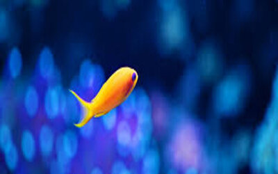 golden fish