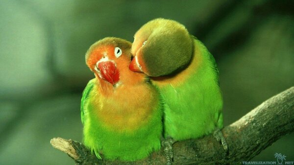 Love Parrots