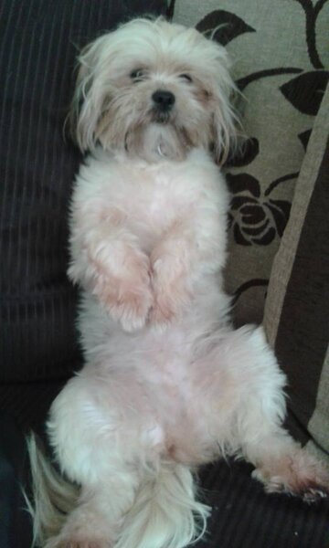 cute dog
