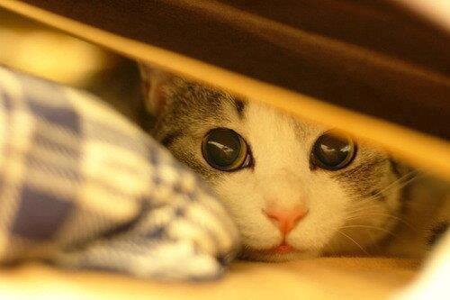 cute cat