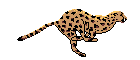 tigerrun.gif
