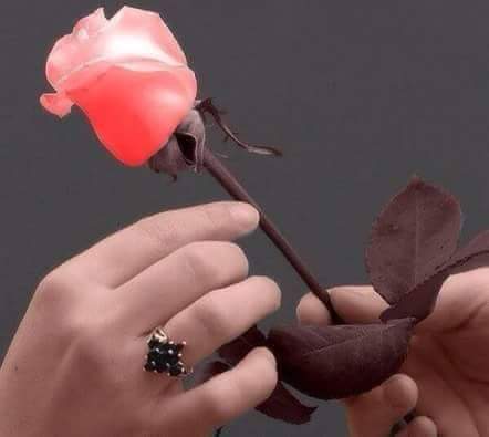 12800177_134222860300869_340950502975204