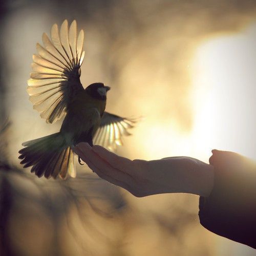 sparrow-in-hand-2.jpg.02c9b214badda6052e