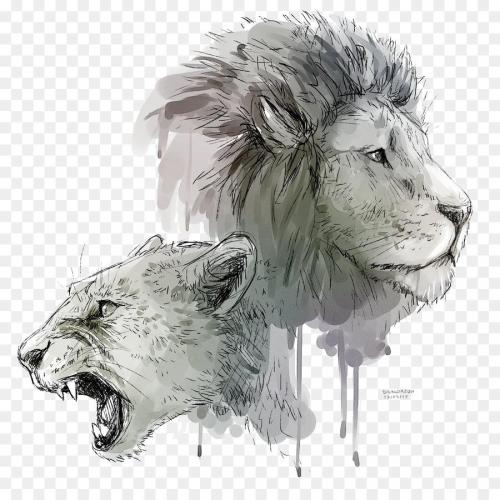 kisspng-lions-roar-drawing-lioness-roar-transparent-background.jpg