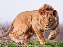 Amazing Lion wallpaper hd.jpg