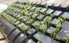 Keyboard garden funny abstract wallpaper