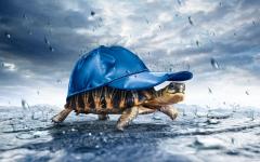 beautiful multi colours tortoise wearing A blue Cap saving himself with rain Hd wallpapers