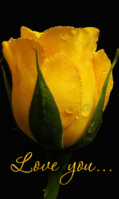 yellow-rose-love-you